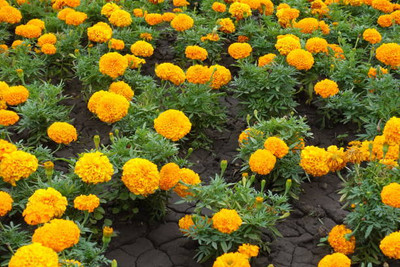 Tastism marigold,gende ka phool seeds Seed(21 per packet)
