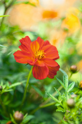 ZIXA Cosmos sulphureus Brightness Red Seed(30 per packet)