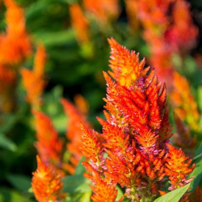 CYBEXIS Plumed Castle Celosia Orange - Annual Flower Garden - Celosia plumosa Seed(1 g)