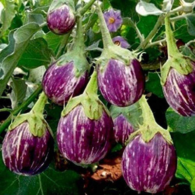 SUAA Brinjal Purple Round (baigan) Vegetable Seed(270 per packet)