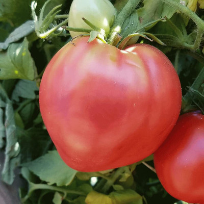 Aywal High Yield Tomato F1 RED Ruby Hybrid Seed(200 per packet)