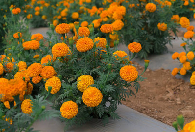 Fazioli marigold,gende ka phool seeds Seed(21 per packet)