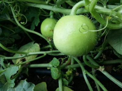 Farmonix Org_206_Apple Gourd – Tinda Desi Seed Seed(150 per packet)
