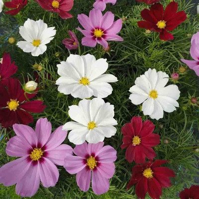 VibeX LX-81 - Cosmos Bipinnatus Sensation Mixed 4 Colour - (30 Seeds) Seed(30 per packet)