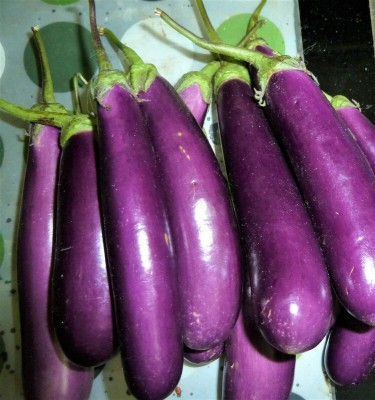 Arshiayat f1 hybrid brinjal Seed(14 per packet)