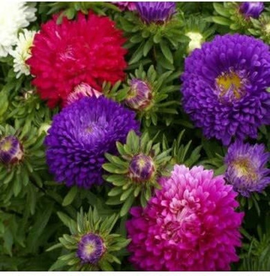 Lorvox Aster Seed(150 per packet)