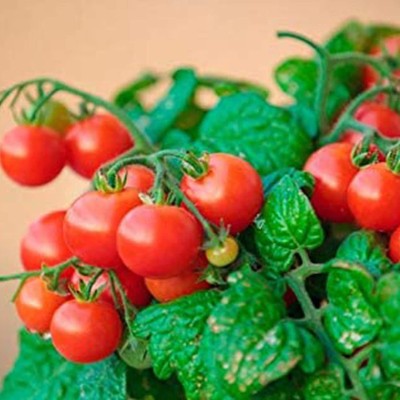 CYBEXIS Plant Vegetable Rare Tomato Seeds2000 Seeds Seed(2000 per packet)