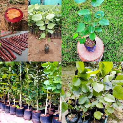 ibains red sandalwood seeds for plantation 10 Seed(10 per packet)