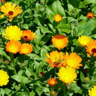 CRGO CALENDULA Seed(25 per packet)