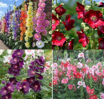 ibains Hollyhock seeds all colour beej 13 Seed(13 per packet)