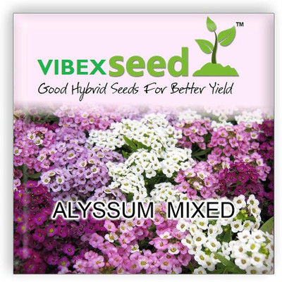 CYBEXIS Alyssum Mixed Seeds For Home Garden Seed(1 g)