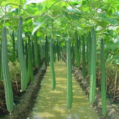CYBEXIS Heirloom Sponge Gourd Green Seeds-100 Seeds Seed(100 per packet)