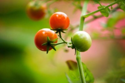 BULKY TRADE tomato Seed(25 per packet)