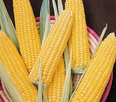 CEZIUS Sweet sugar Corn Plant Seed(50 per packet)