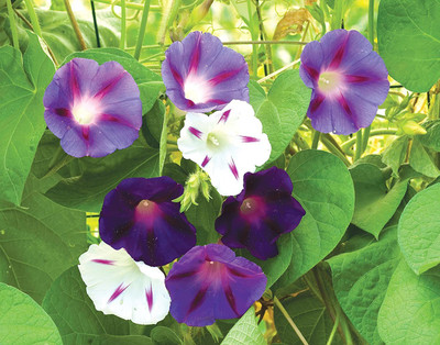 CYBEXIS Celestial Mix Morning Glory Seeds Seed(50 per packet)