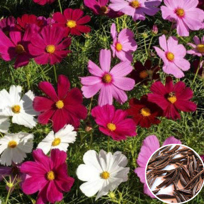 Greenfall Easy-Grow Cosmos Flower Seeds - 30 Premium Mixed Seeds Seed(35 per packet)