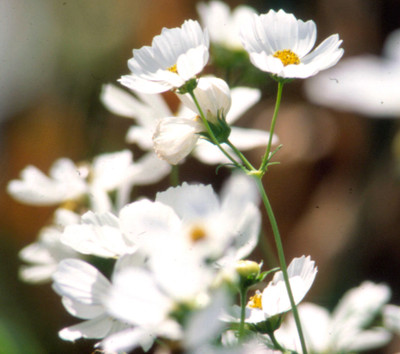 Quentova Sonata White cosmos-9J-KTK Seed(100 per packet)