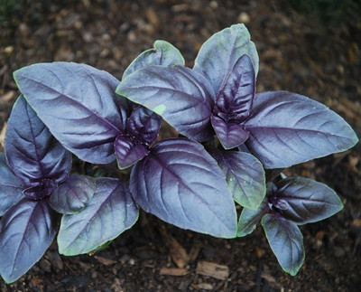 Qualtivate XLL-3 Basil Amethyst Ocimum basilicum Seed(1000 per packet)