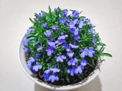 Qualtivate PUA5-A Blue Creeping Thyme Seeds Seed(50 per packet)