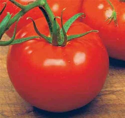 CYBEXIS Rare Tomato Ace 55 Vegetable Seeds 2000 Seeds Seed(2000 per packet)