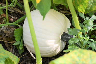 KNESSiN Hybrid White Queen Pumpkin (40 Seeds) Seed(40 per packet)