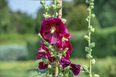Aywal Hollyhock Double Mix Seed(10 per packet)