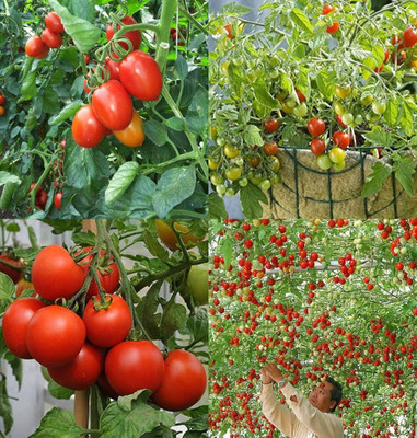 ibains Tomato vegetable seeds bij 64 Seed(64 per packet)