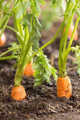 abiswas carrot seeds, vegetable seeds Seed(48 per packet)