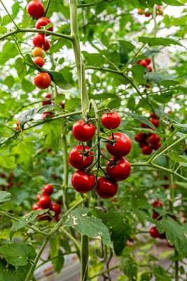 Oliver tomato Seed(110 per packet)