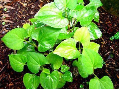 CYBEXIS HUA-99 - Fish Mint Houttuynia Cordata - (1350 Seeds) Seed(1350 per packet)