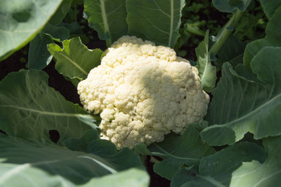 mahakal collection white cauliflower,gobhee seeds Seed(40 per packet)