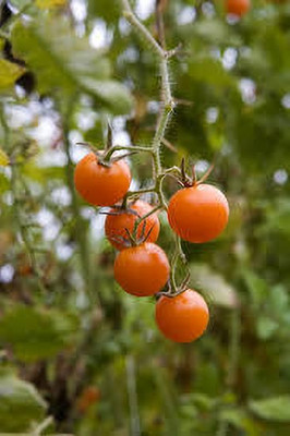XOLDAA kashmiri hybrid tomato seeds Seed(70 per packet)