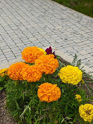 FARMBLESSING marigold/gende ka phool flower seeds Seed(50 per packet)