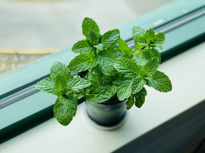 Qualtivate PUA-6A Lemon Balm Seeds(Melissa Officinalis) Seed(200 per packet)