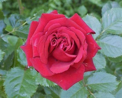 Urban Turtle rose seeds Seed(1 per packet)