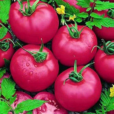 CYBEXIS Pink Girl' Tomato Vegetable Seeds2000 Seeds Seed(2000 per packet)