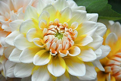 DIVINE ®EF- Mixed Color and Hybrid Flower Seeds -0A422 Seed(45 per packet)