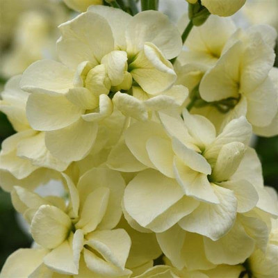 KANAYA Stock Matthiola Incana Double Mix Flower Seed(25 per packet)