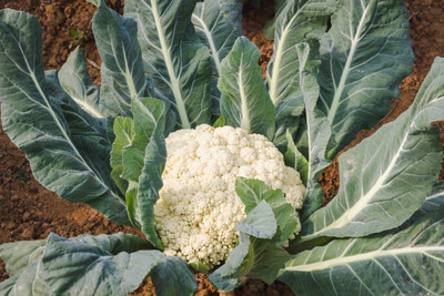 caaspy white cauliflower,gobhee seeds Seed(40 per packet)