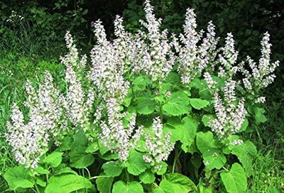 Qualtivate PUAS-2A Clary Sage Seed(100 per packet)