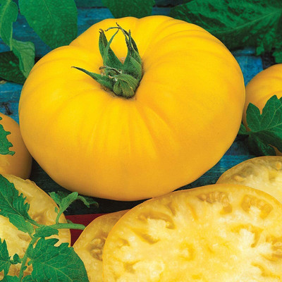 VibeX PUAS-60 - Sunny Boy Yellow Beefsteak Slicing Tomato - (1350 Seeds) Seed(1350 per packet)