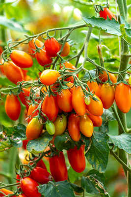 paudhawala tomato Seed(110 per packet)