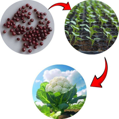 SEMINA VITA F1 Hybrid Cauliflower seeds, ful gobi, gobi seeds for farming Seed(45 per packet)