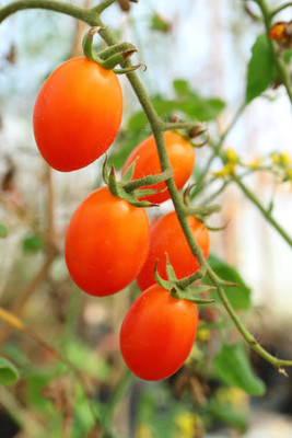 Revaseeds tomato Seed(55 per packet)