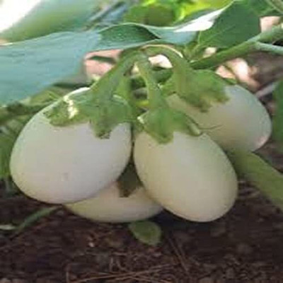 LPR BRINJAL SEEDS Seed(30 per packet)