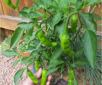 Seedsqlty Long chilli seeds hybrid high germination (70 seeds) Seed(70 per packet)