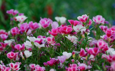 Biosnyg Farewell-to-spring [50 Seeds] Seed(50 per packet)