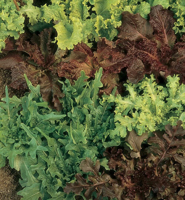 CYBEXIS KGF -88 - Gourmet Blend Lettuce - (1350 Seeds) Seed(1350 per packet)