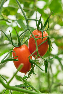 YUGANTAR tomato Seed(120 per packet)
