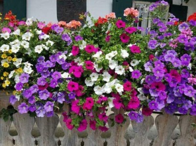 VibeX NBIR-25 - Mixed Petunia Climbing Flower - (60 Seeds) Seed(60 per packet)